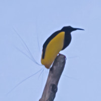 Twelve-wired Bird-of-Paradise
